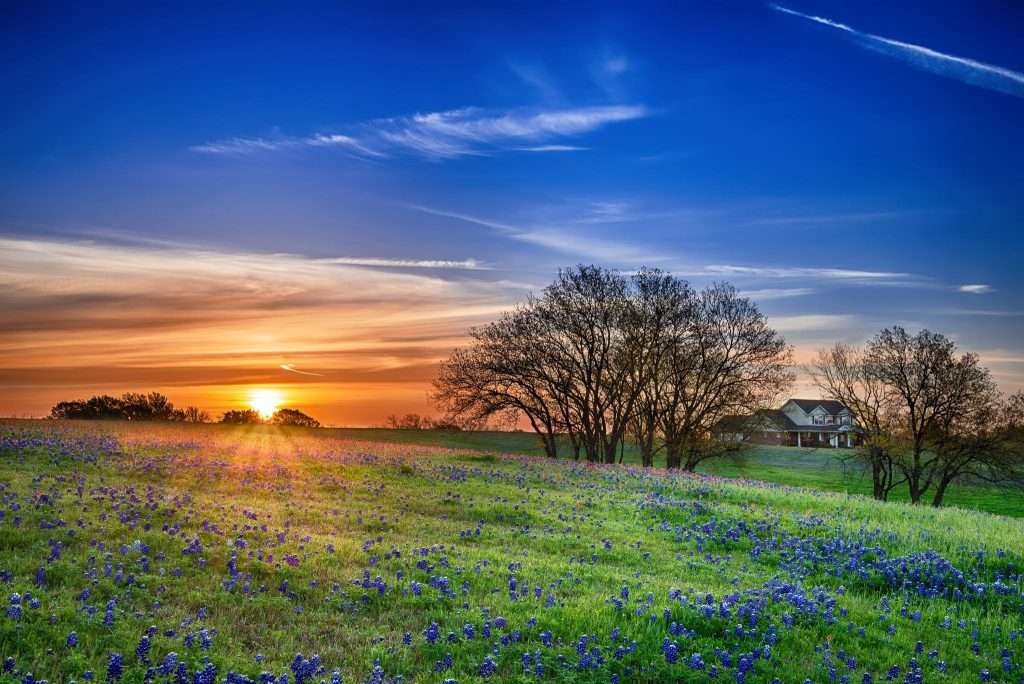 flower field in Texas