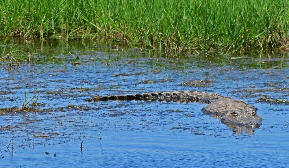 an alligator seen in a river in sweeny